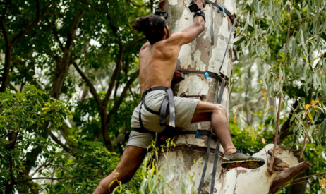 Tree Climbing